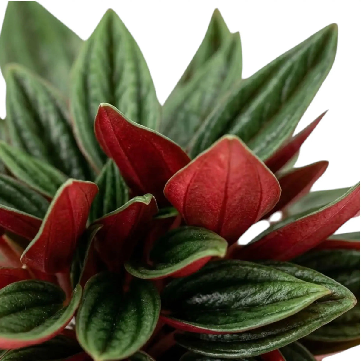 Peperomia ‘Eden Rosso’ foliage close-up with ridged green leaves and dark red undersides.