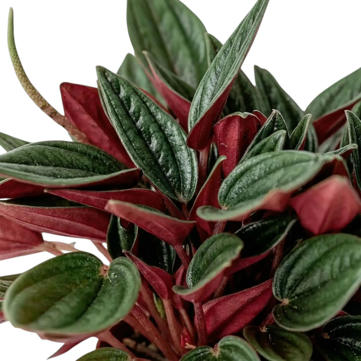 Peperomia ‘Eden Rosso’ foliage close-up with ridged green leaves and dark red undersides.