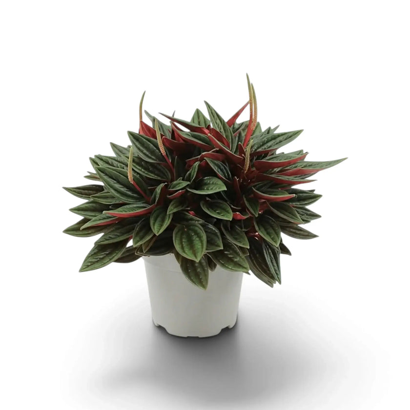 Peperomia ‘Eden Rosso’ with a compact mound of ridged green leaves on red-flushed leaf stalks.