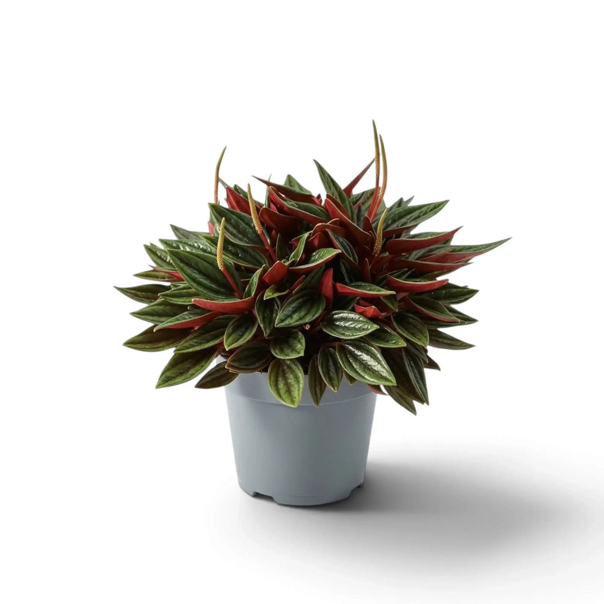 Peperomia ‘Eden Rosso’ with a compact mound of ridged green leaves on red-flushed leaf stalks.