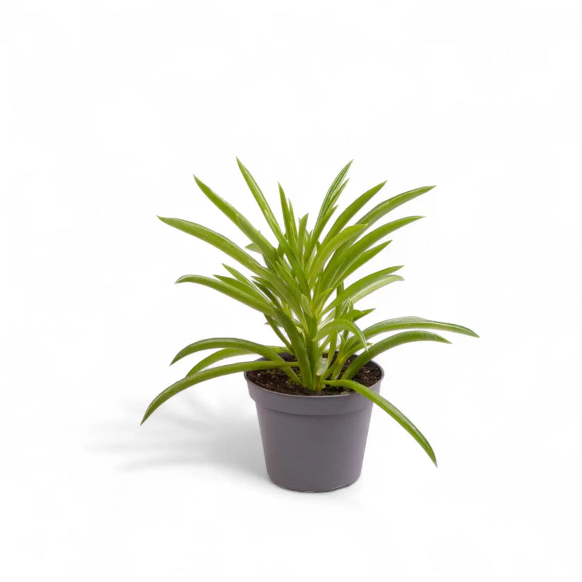 Peperomia ferreyrae 'Happy Bean' ('Nevada') Zimmerpflanze im Anzuchttopf vor weißem Hintergrund, Produktfoto 2.