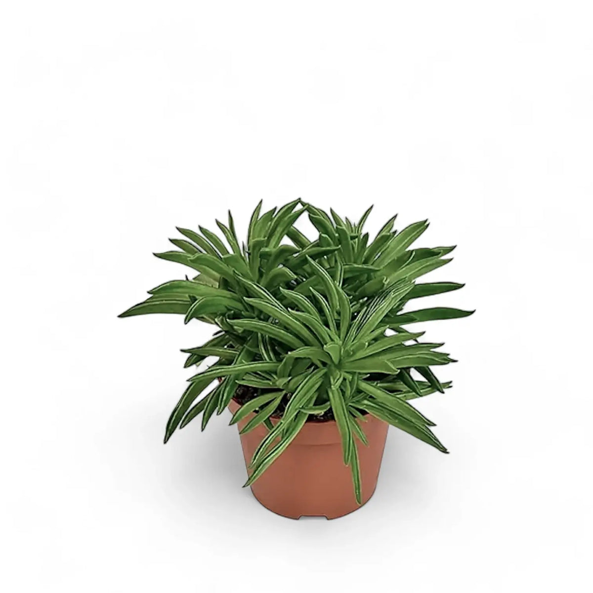 Peperomia ferreyrae 'Happy Bean' ('Nevada') Zimmerpflanze im Anzuchttopf vor weißem Hintergrund, Produktfoto 4.