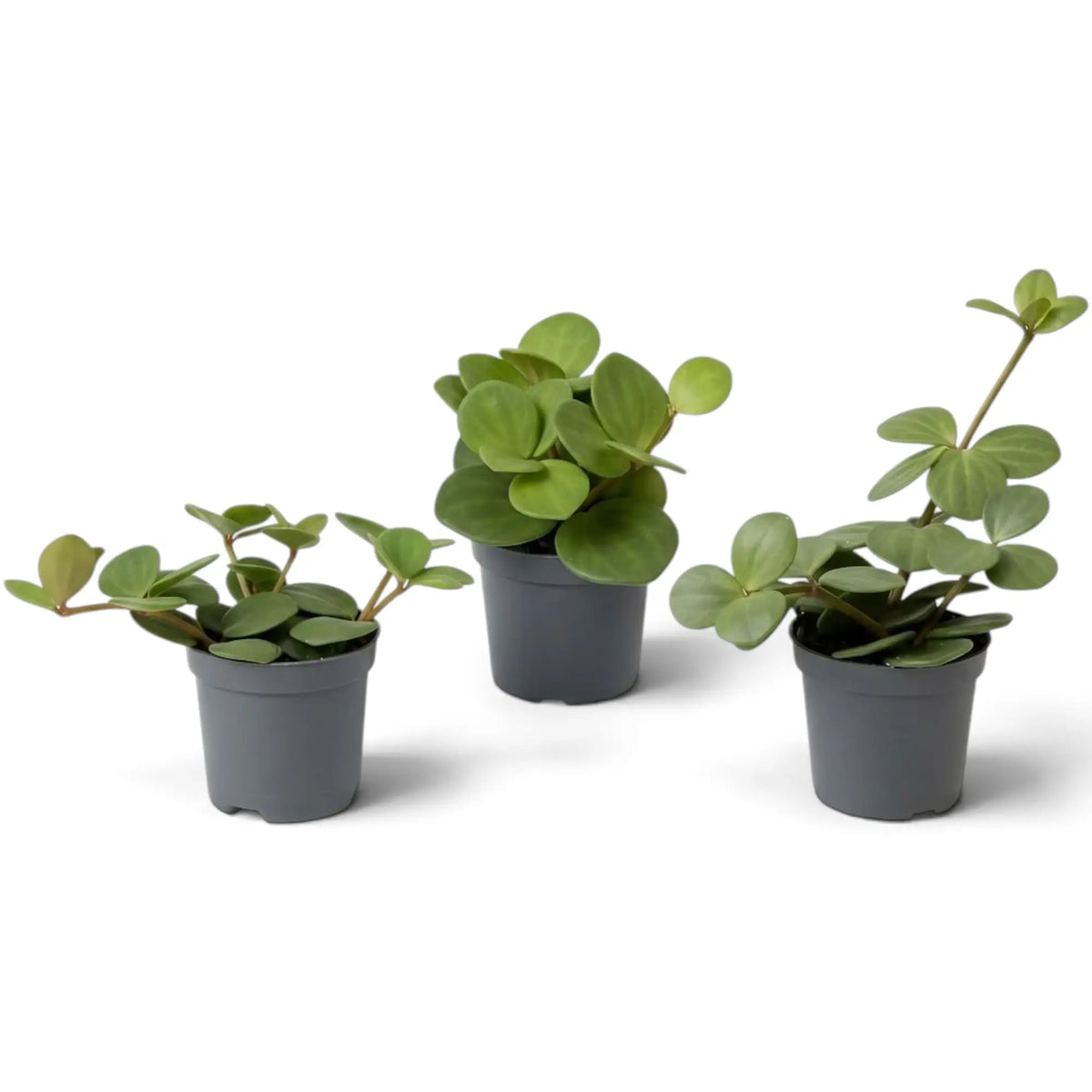 Peperomia ‘Hope’ baby plant with round succulent leaves on short stems