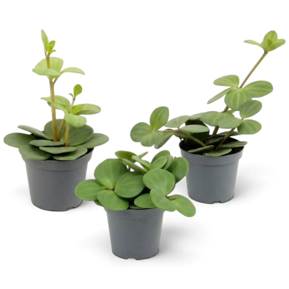 Peperomia ‘Hope’ baby plant with round succulent leaves on short stems