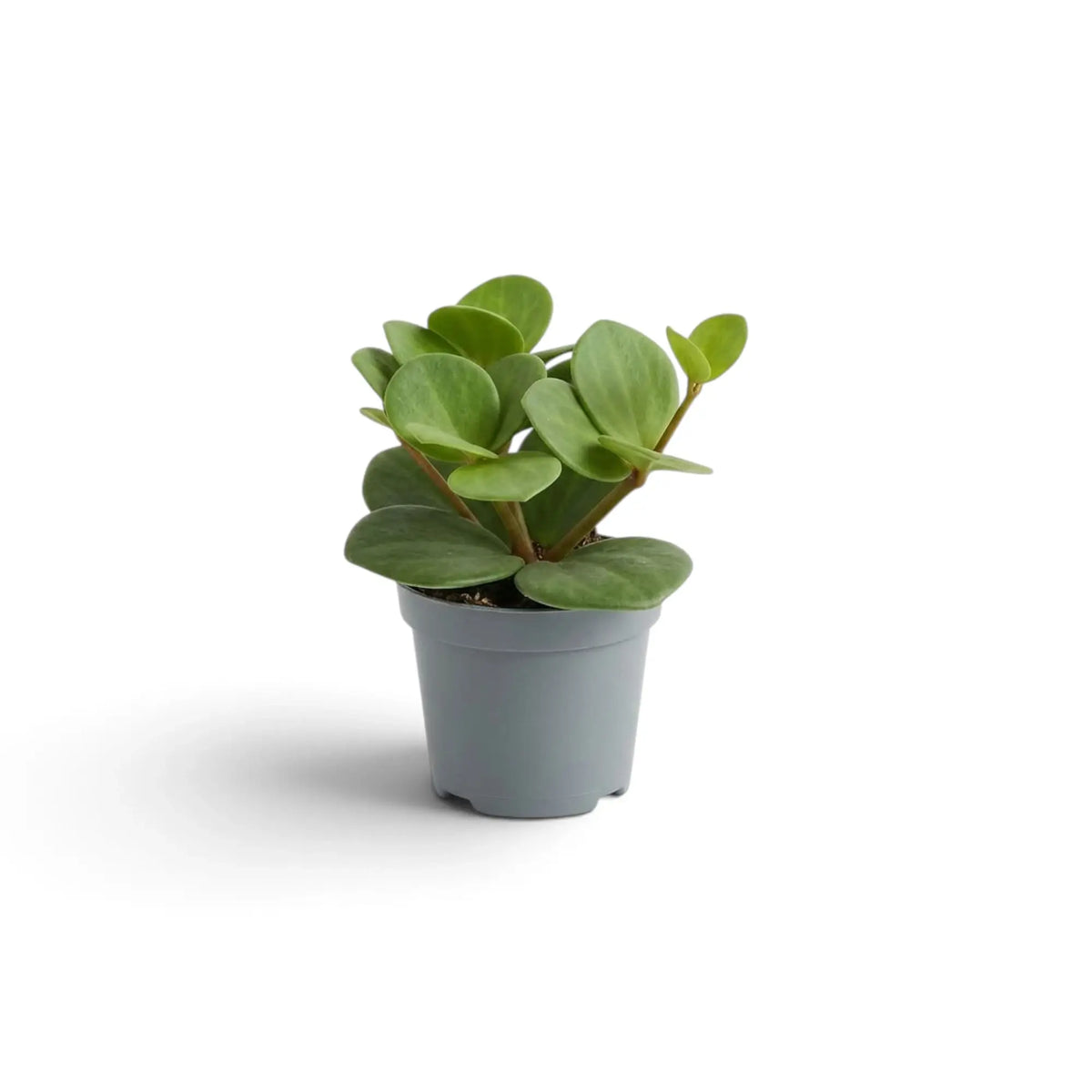 Peperomia ‘Hope’ baby plant with round succulent leaves on short stems