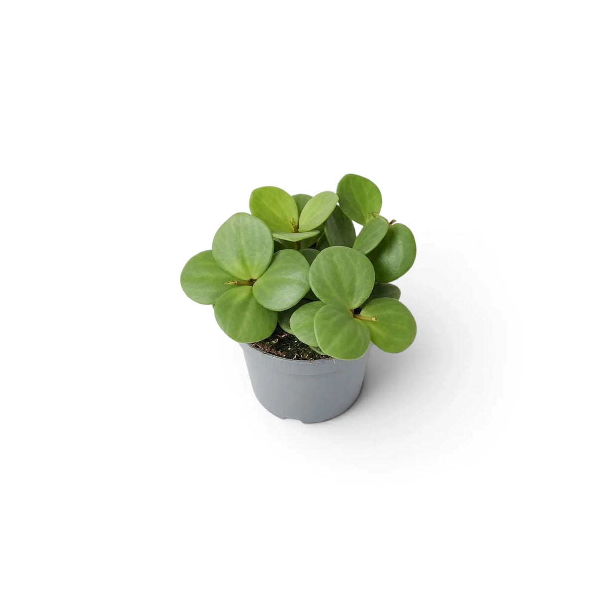 Peperomia ‘Hope’ baby plant with round succulent leaves on short stems