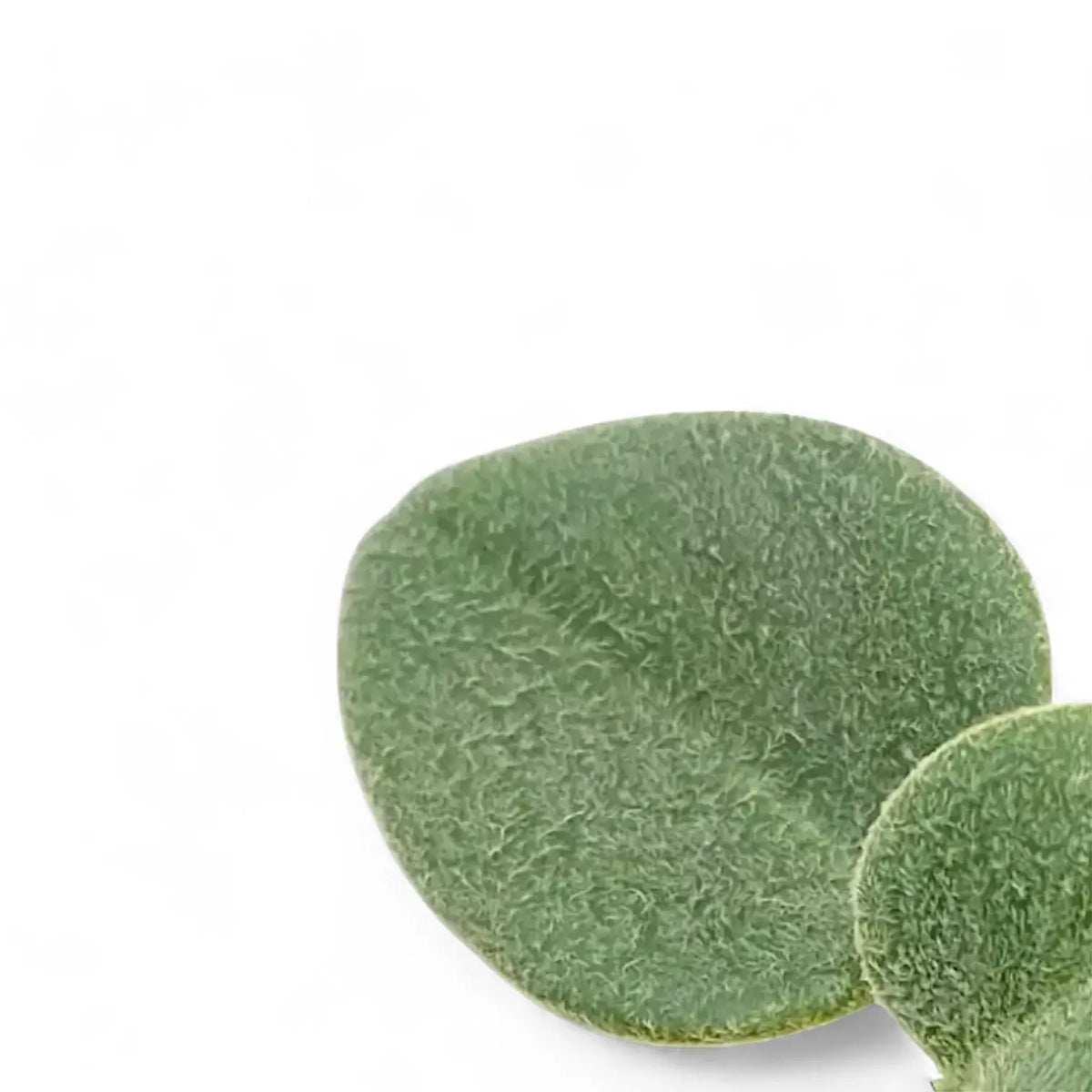 Peperomia 'Hovaria' – Blattdetail vor weißem Hintergrund..