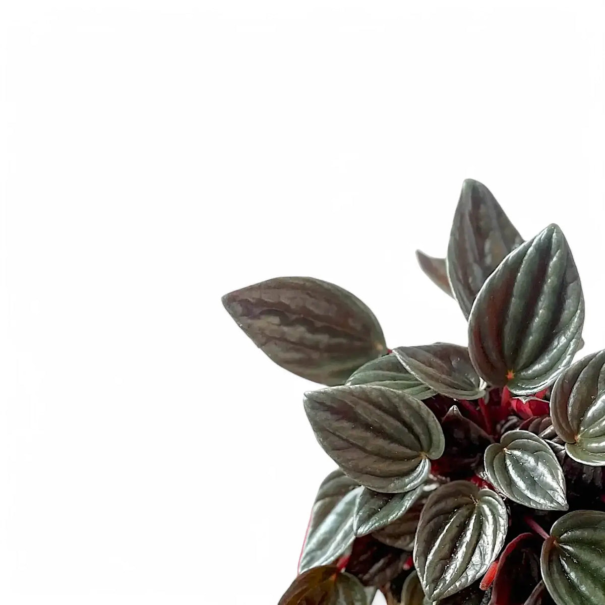 Peperomia 'Napoli Nights' close-up of leaf on white background.