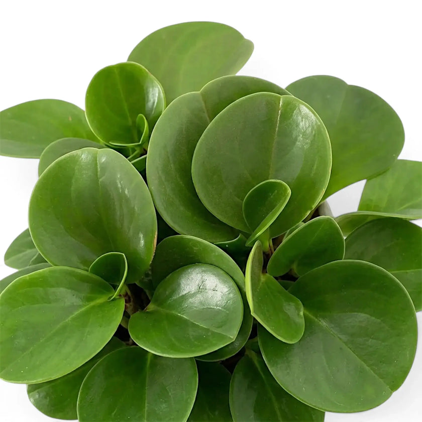 Dense Peperomia obtusifolia foliage with thick, rounded green leaves viewed from above.