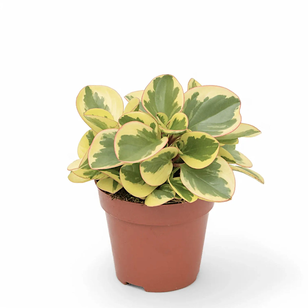 Peperomia obtusifolia 'Obtipan Bicolor' Zimmerpflanze im Anzuchttopf vor weißem Hintergrund, Produktfoto 5.