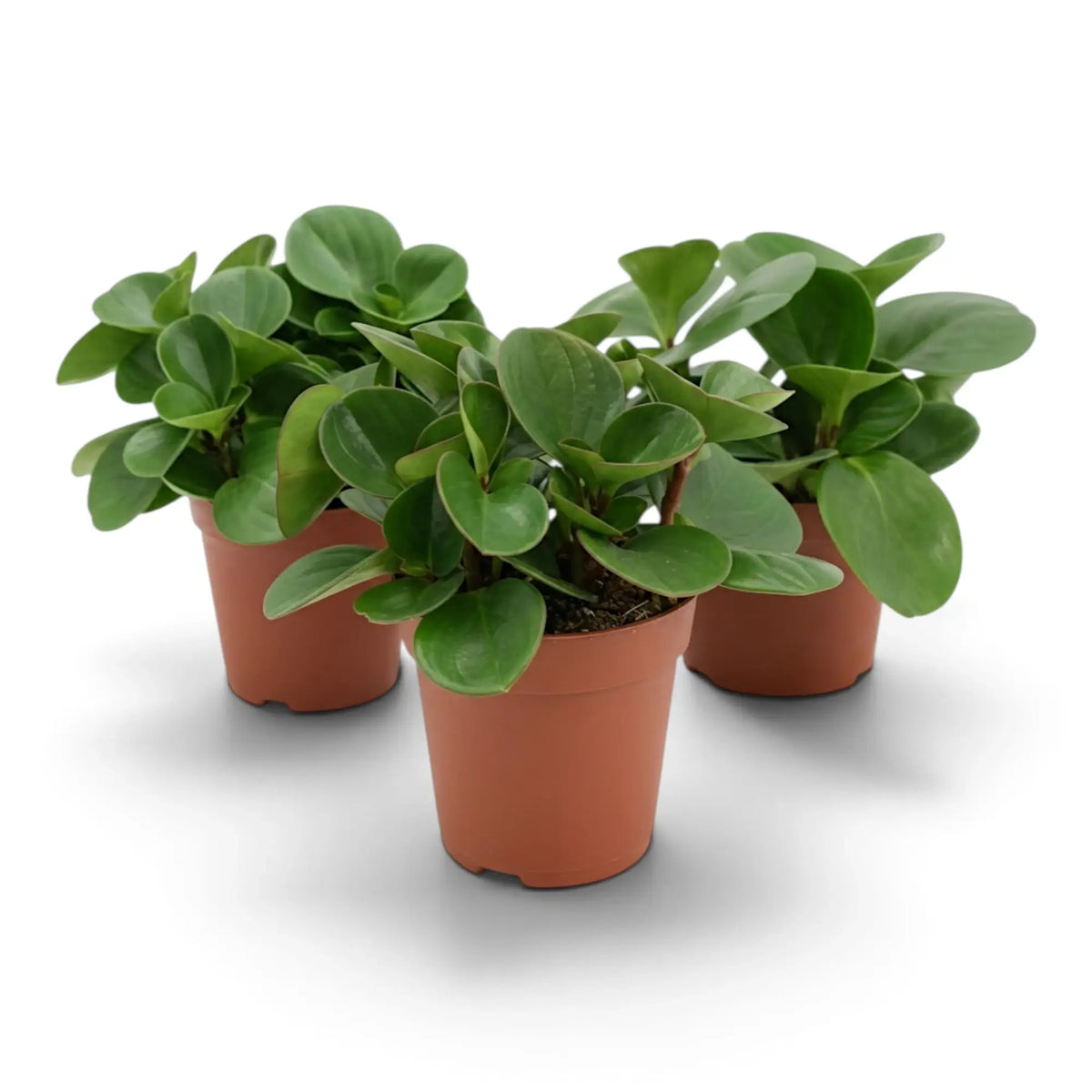 Drei unterschiedlich hohe Peperomia obtusifolia mit verschiedenen Blattformen.
