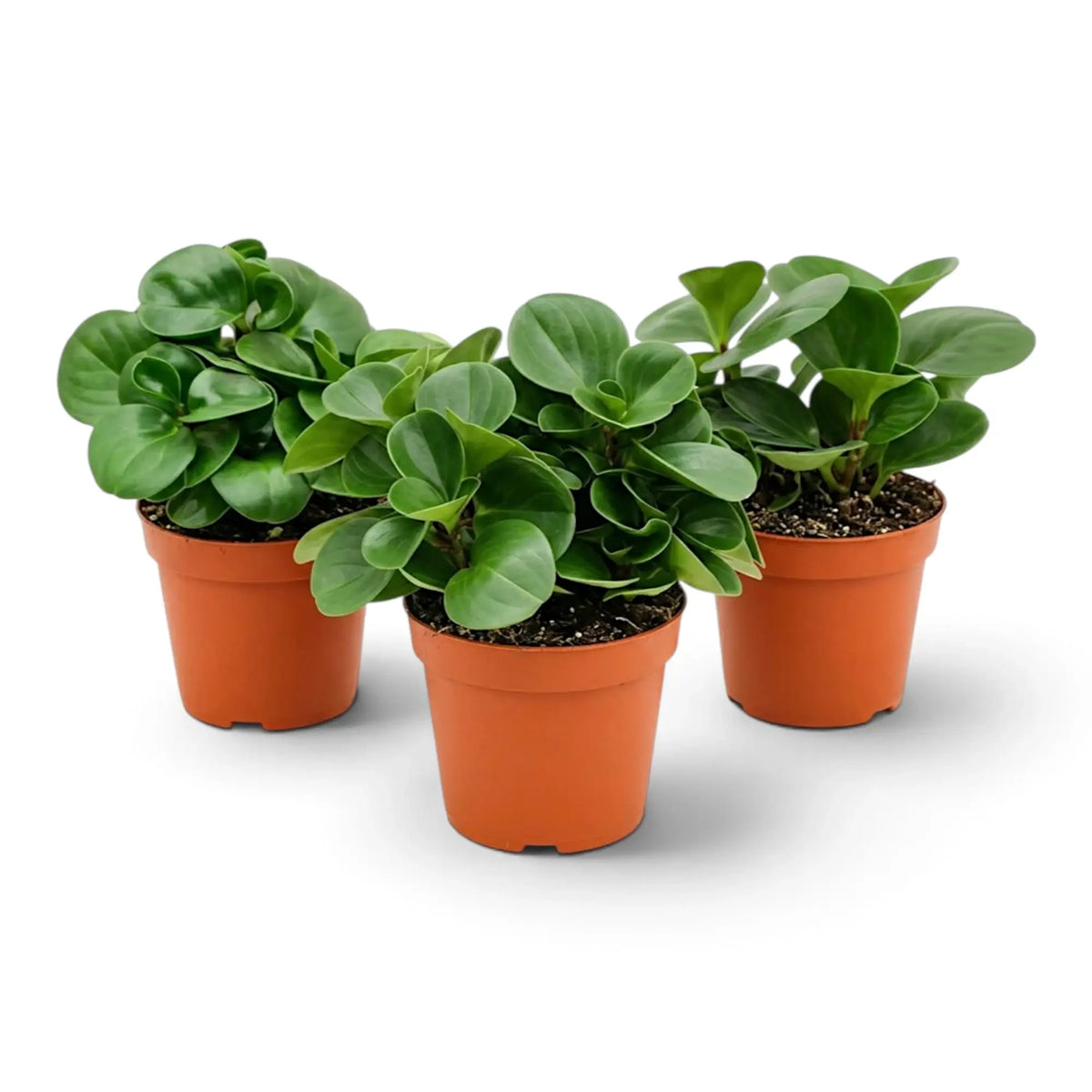 Drei Peperomia obtusifolia in Kulturtöpfen mit dichtem, rundlichem Laub.