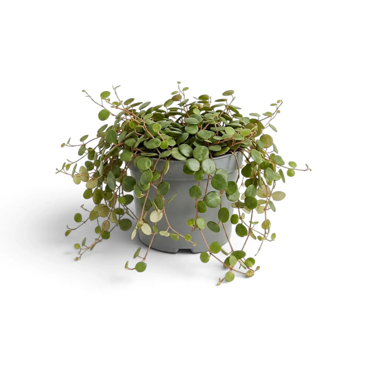 Ausgewachsene Peperomia ‘Pepperspot’ mit dichtem Vorhang aus runden Blättern, die aus einem grauen Topf herabhängen