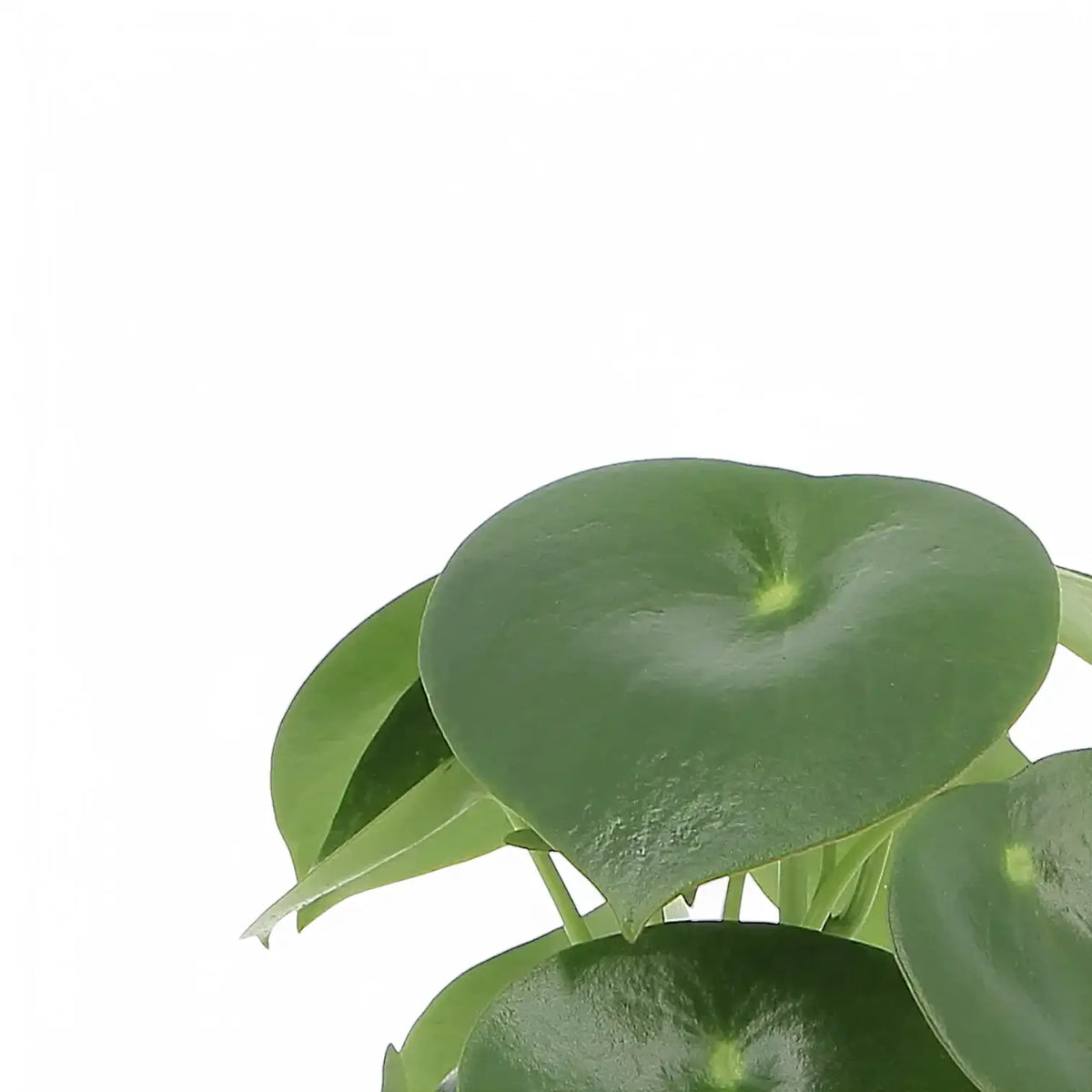 Nahaufnahme eines Blatts von Peperomia polybotrya 'Raindrop' vor weißem Hintergrund.