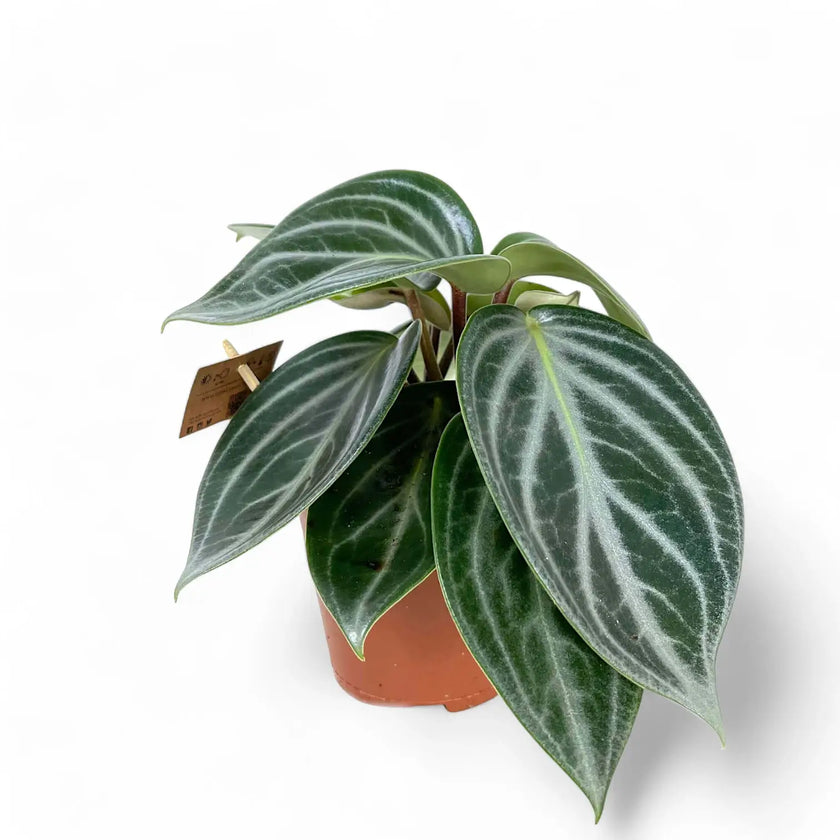 Peperomia pseudovariegata var. sarcophylla Zimmerpflanze im Anzuchttopf vor weißem Hintergrund, Produktfoto 2.