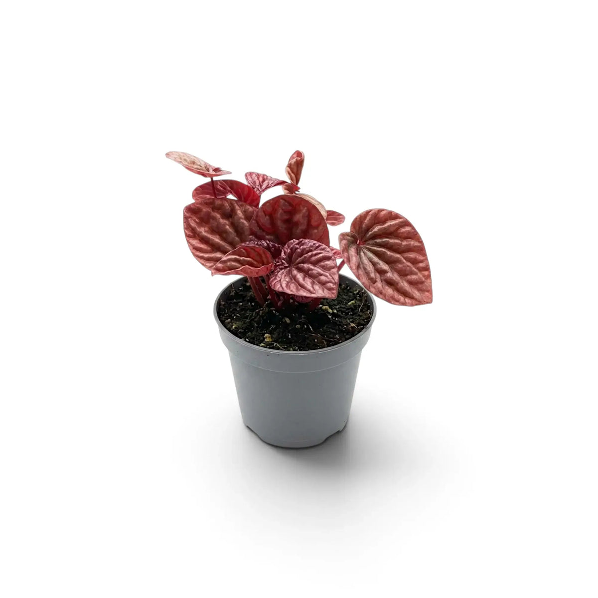 Jungpflanze von Peperomia 'Quito' im Kulturtopf