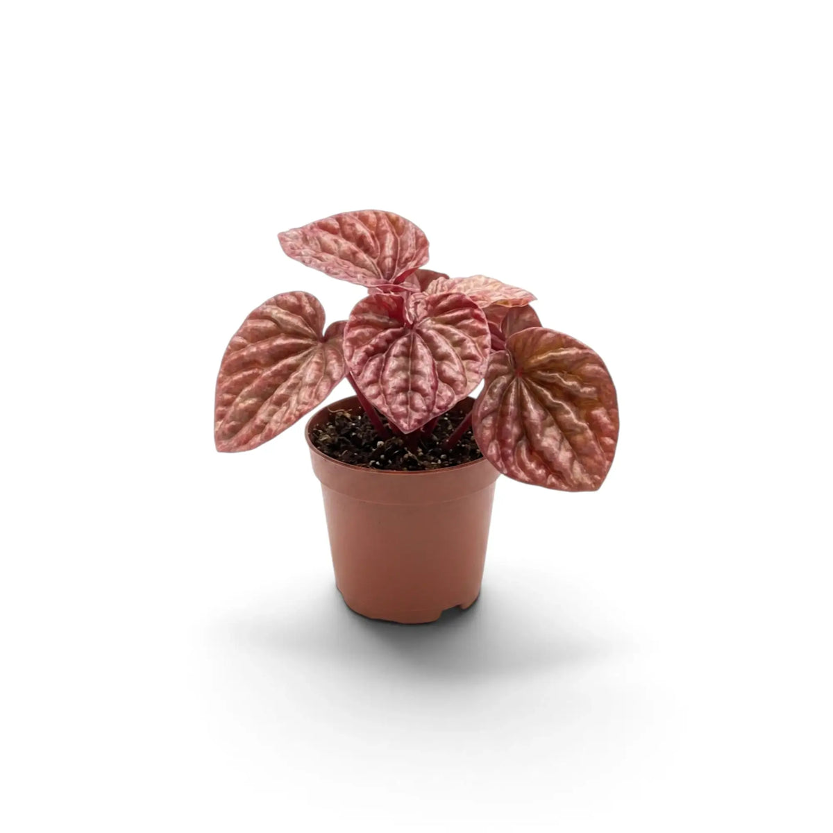 Jungpflanze von Peperomia 'Quito' im Kulturtopf