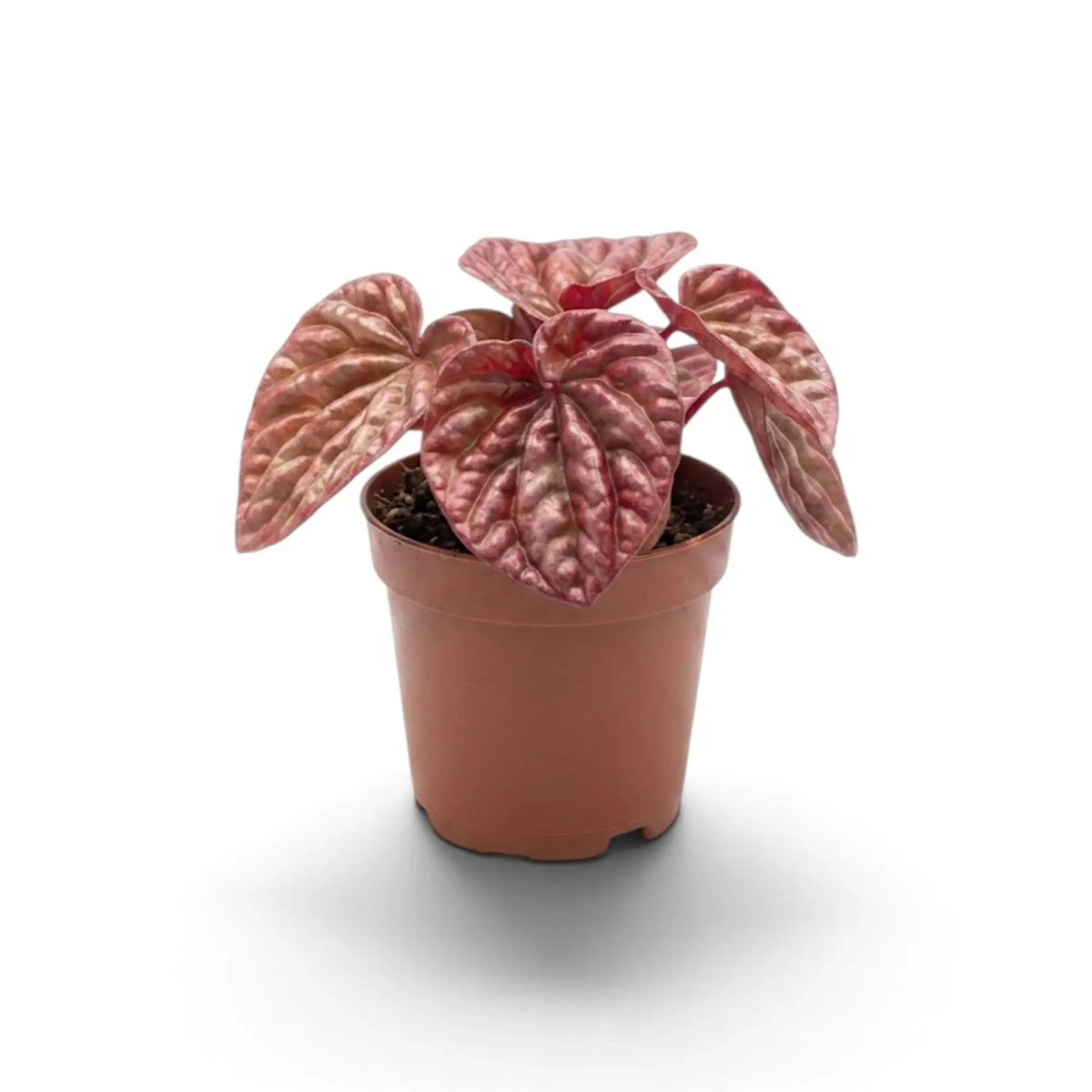 Jungpflanze von Peperomia 'Quito' im Kulturtopf