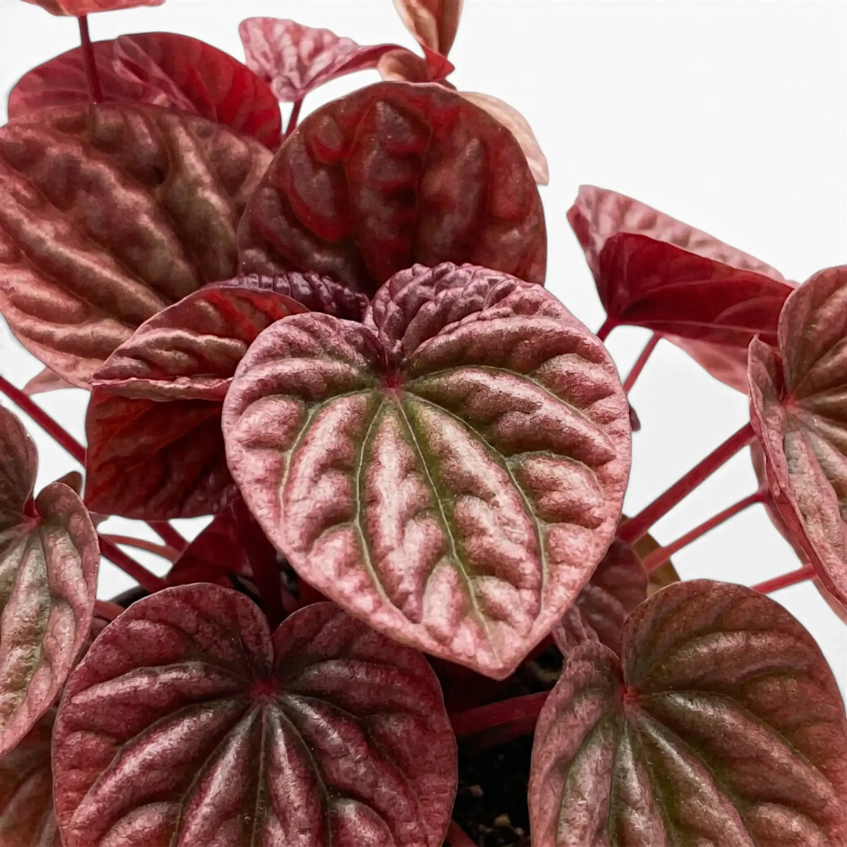 Nahaufnahme der Blätter von Peperomia 'Quito'