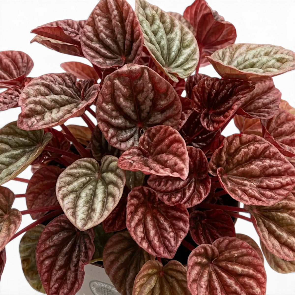 Nahaufnahme der Blätter von Peperomia 'Quito'