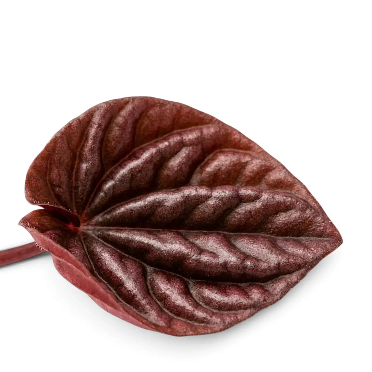 Nahaufnahme eines einzelnen Blatts von Peperomia 'Quito'