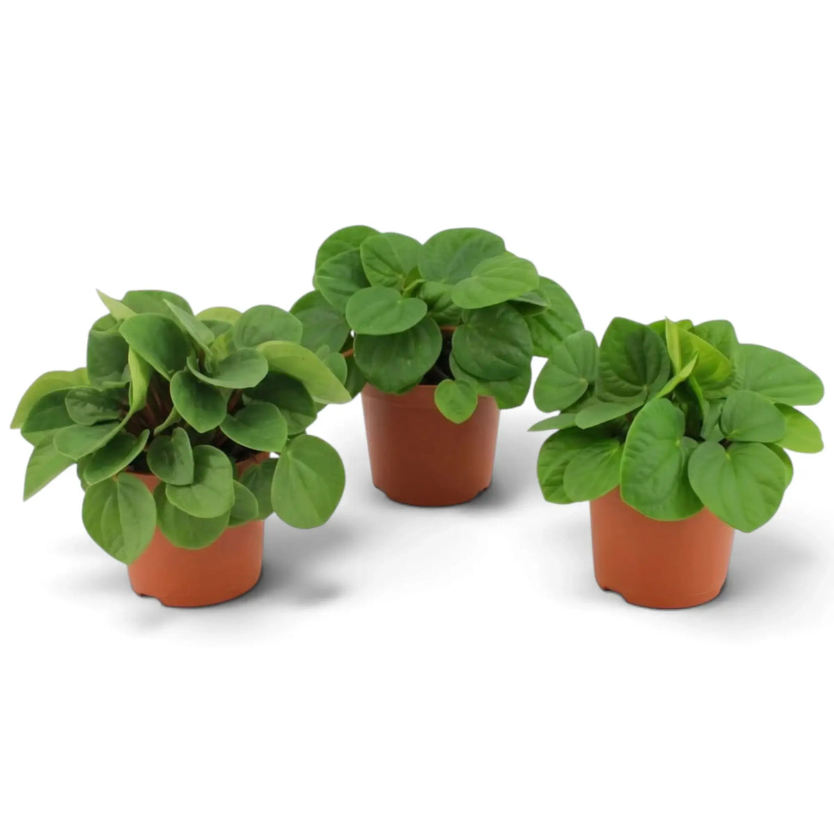 Peperomia ‘Rana Verde’ mit niedrigem, dichtem Wuchs und breiten, glänzenden, frischgrünen Blättern im Kulturtopf.