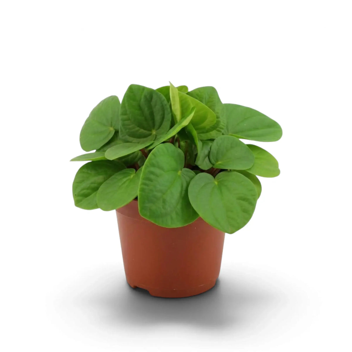 Peperomia ‘Rana Verde’ mit niedrigem, dichtem Wuchs und breiten, glänzenden, frischgrünen Blättern im Kulturtopf.