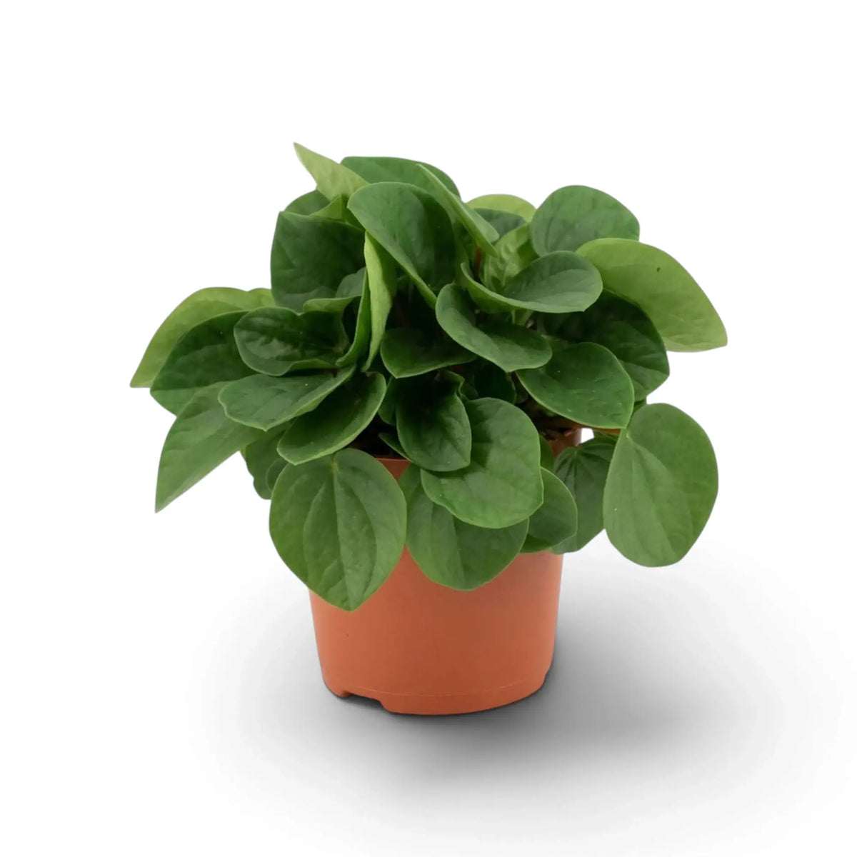 Peperomia ‘Rana Verde’ mit niedrigem, dichtem Wuchs und breiten, glänzenden, frischgrünen Blättern im Kulturtopf.