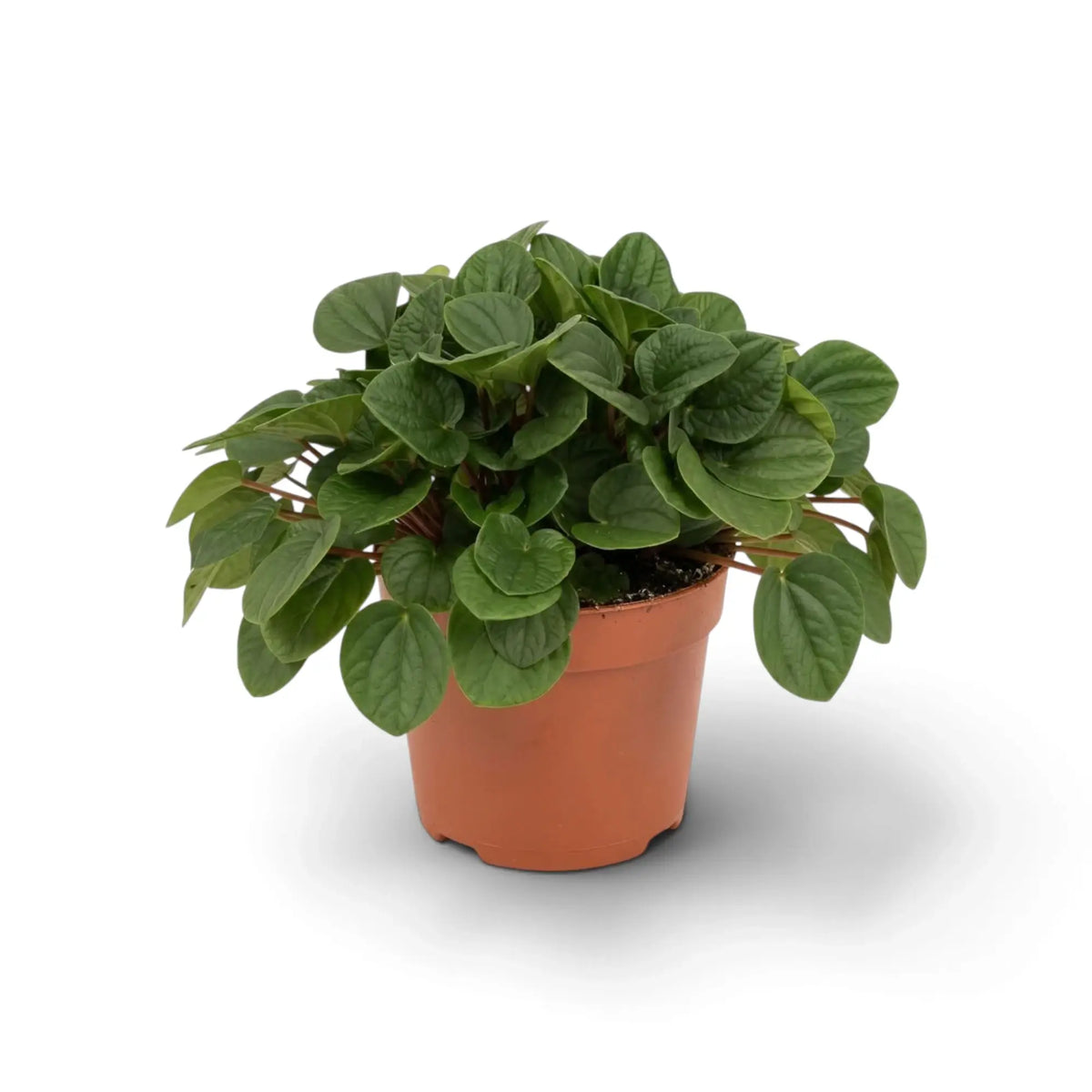 Peperomia ‘Rana Verde’ mit niedrigem, dichtem Wuchs und breiten, glänzenden, frischgrünen Blättern im Kulturtopf.