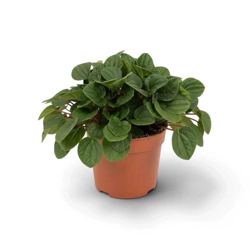 Peperomia ‘Rana Verde’ mit niedrigem, dichtem Wuchs und breiten, glänzenden, frischgrünen Blättern im Kulturtopf.