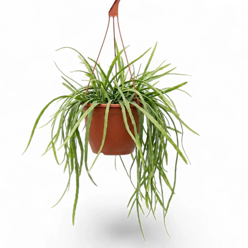 Pfeiffera boliviana hanging plant with trailing stems