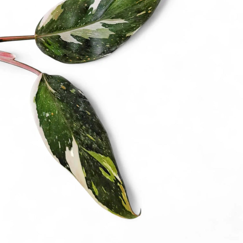 Nahaufnahme eines Blatts von Philodendron 'Anderson's red' vor weißem Hintergrund.