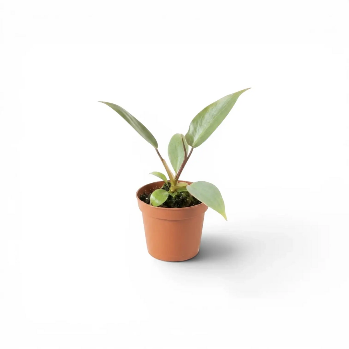 Philodendron atabapoense baby plant in a nursery pot.