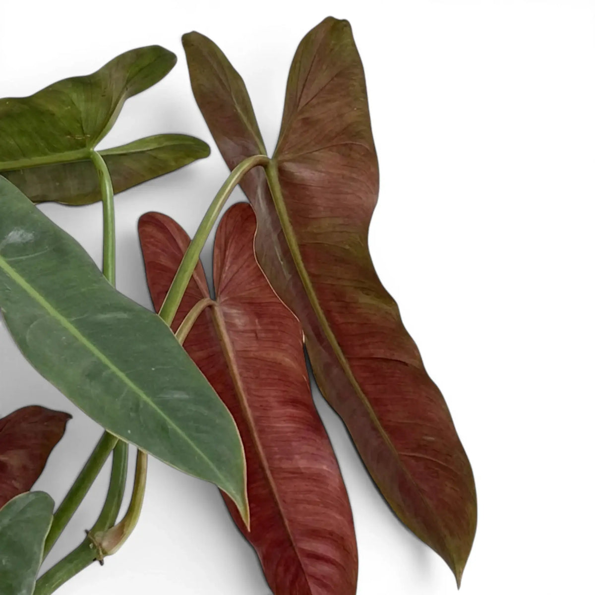 Close-up of Philodendron atabapoense leaves.
