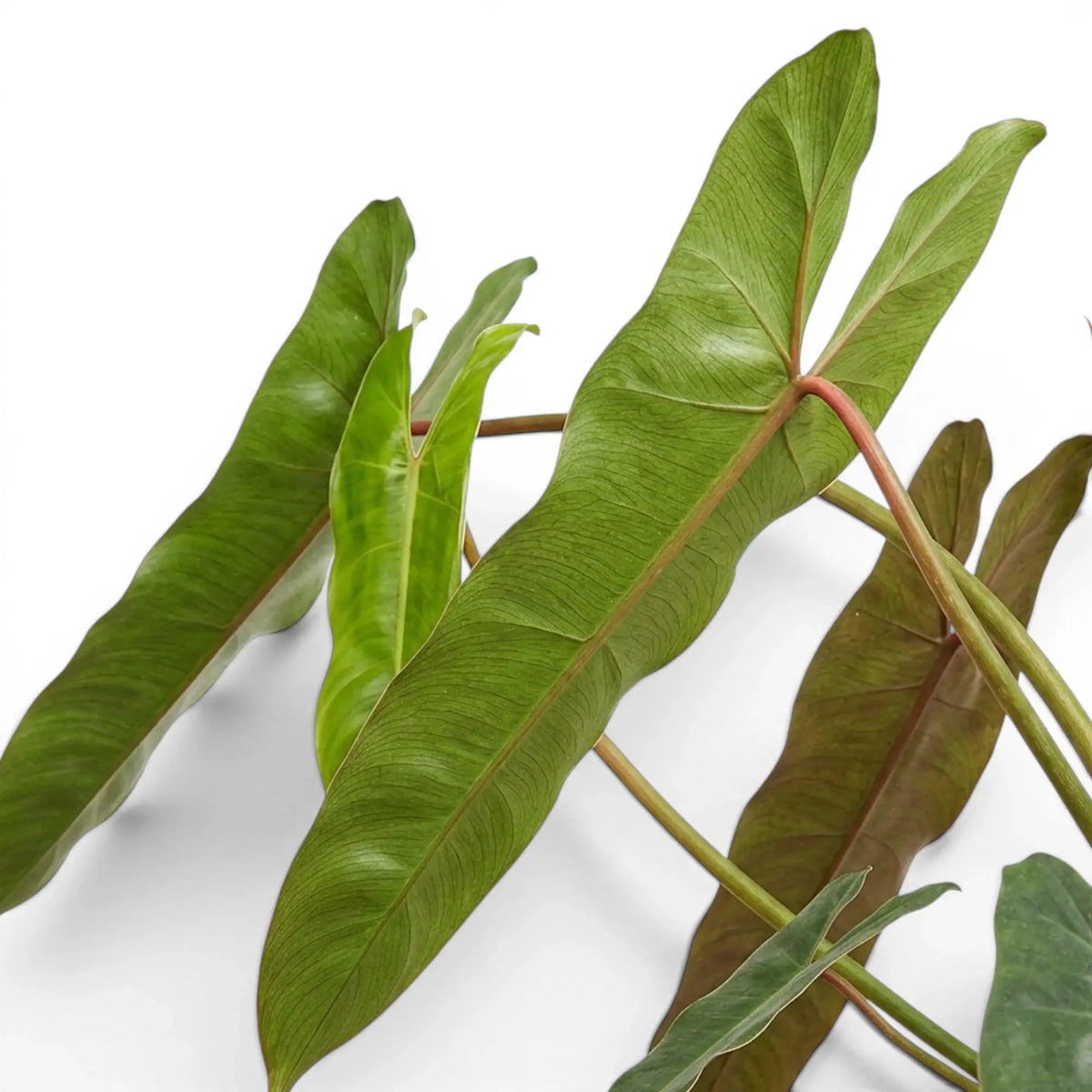 Close-up of Philodendron atabapoense leaves.