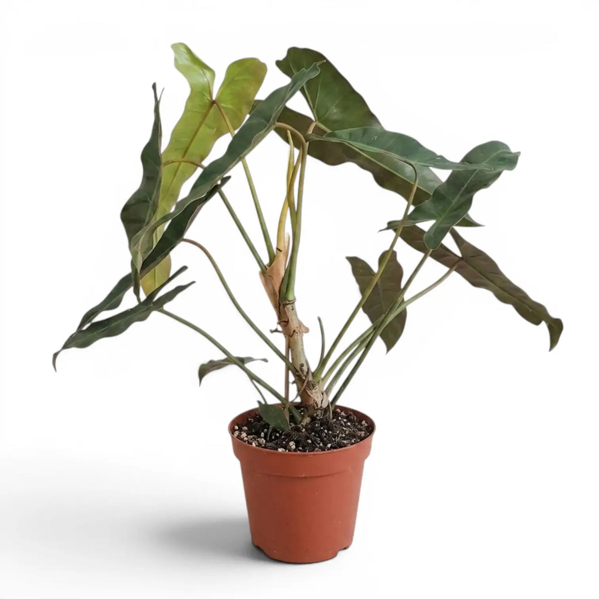 Philodendron atabapoense large plant.