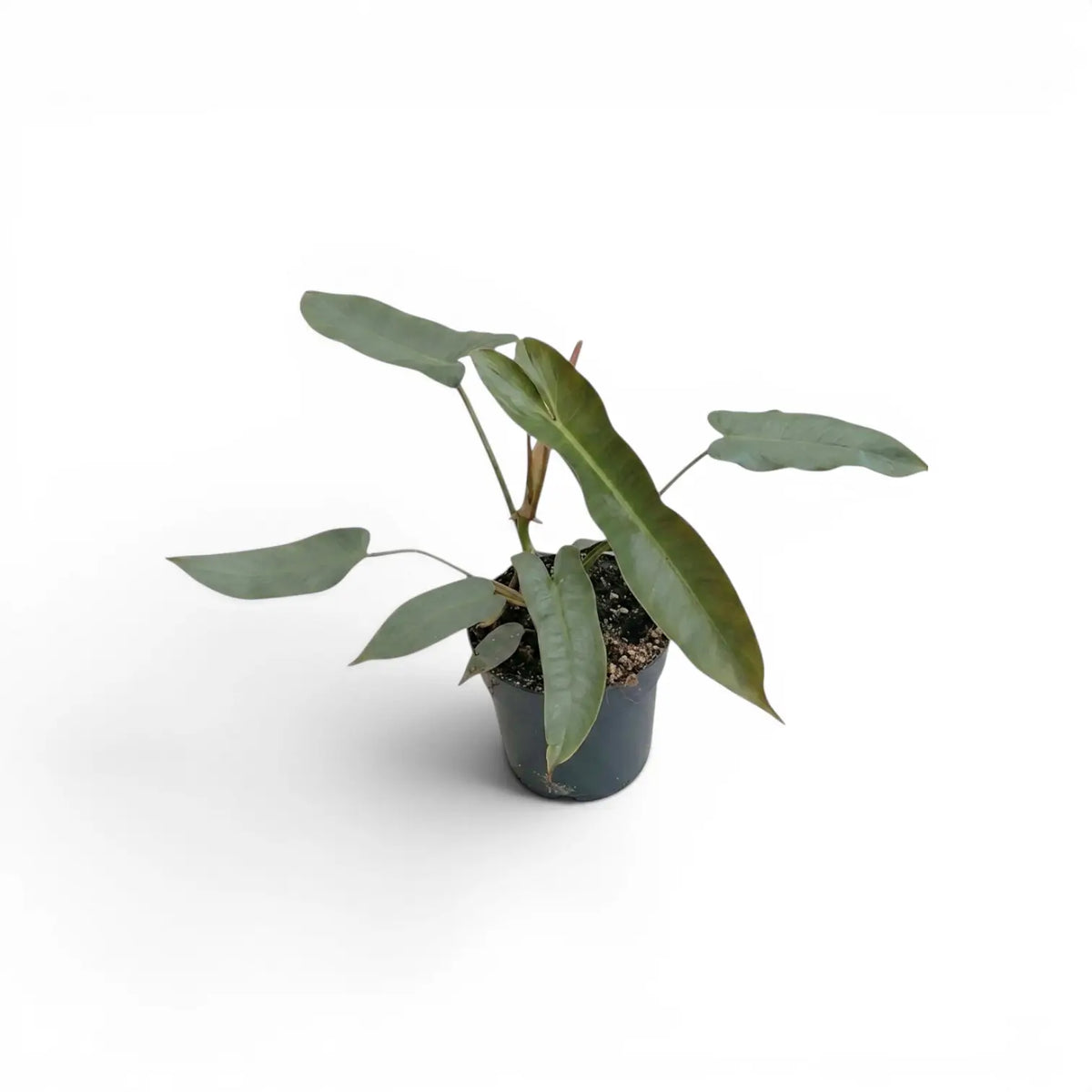 Philodendron atabapoense plant in a nursery pot.