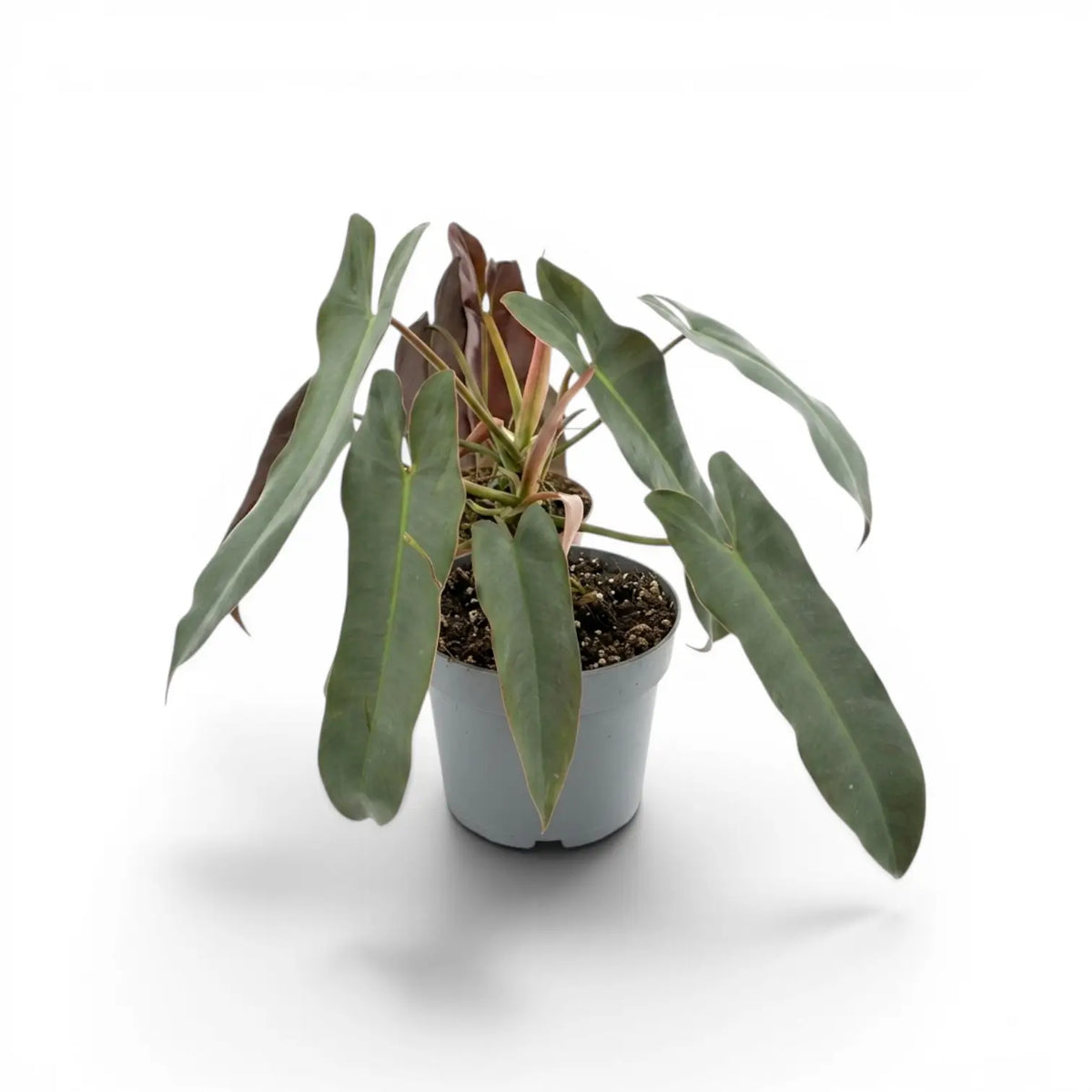 Philodendron atabapoense plant in a nursery pot.
