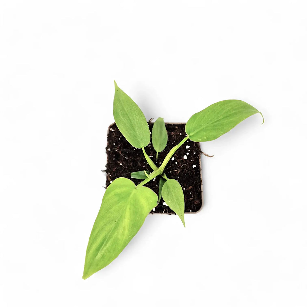 Philodendron barrosoanum potted plant in nursery pot on white background.