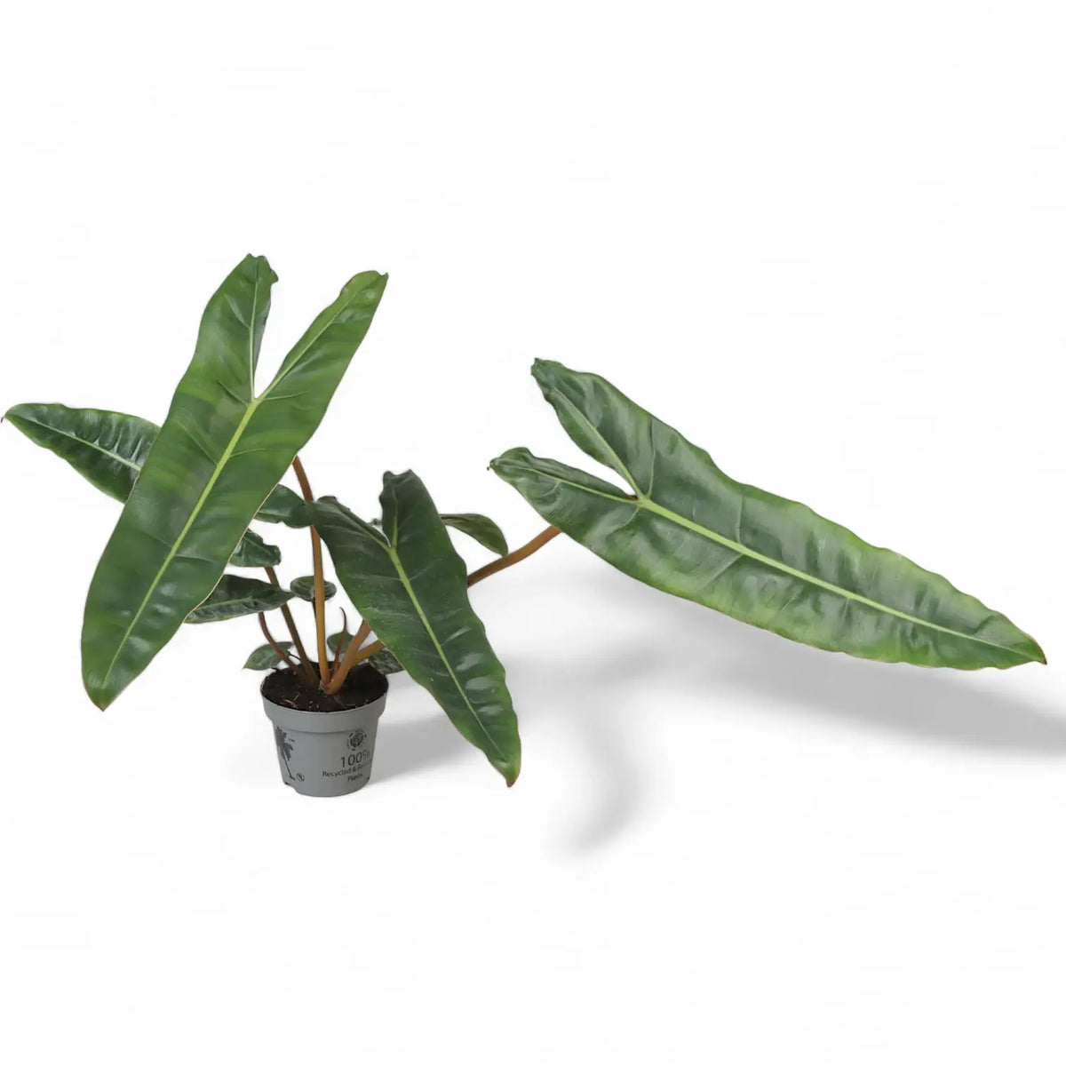 Philodendron billietiae potted plant in nursery pot on white background.