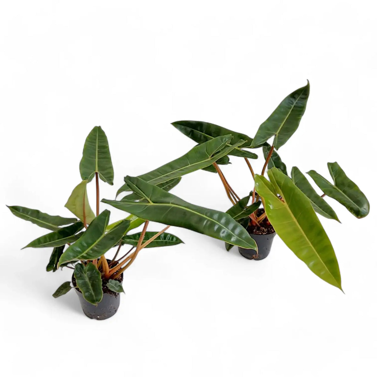 Philodendron billietiae potted plant in nursery pot on white background.