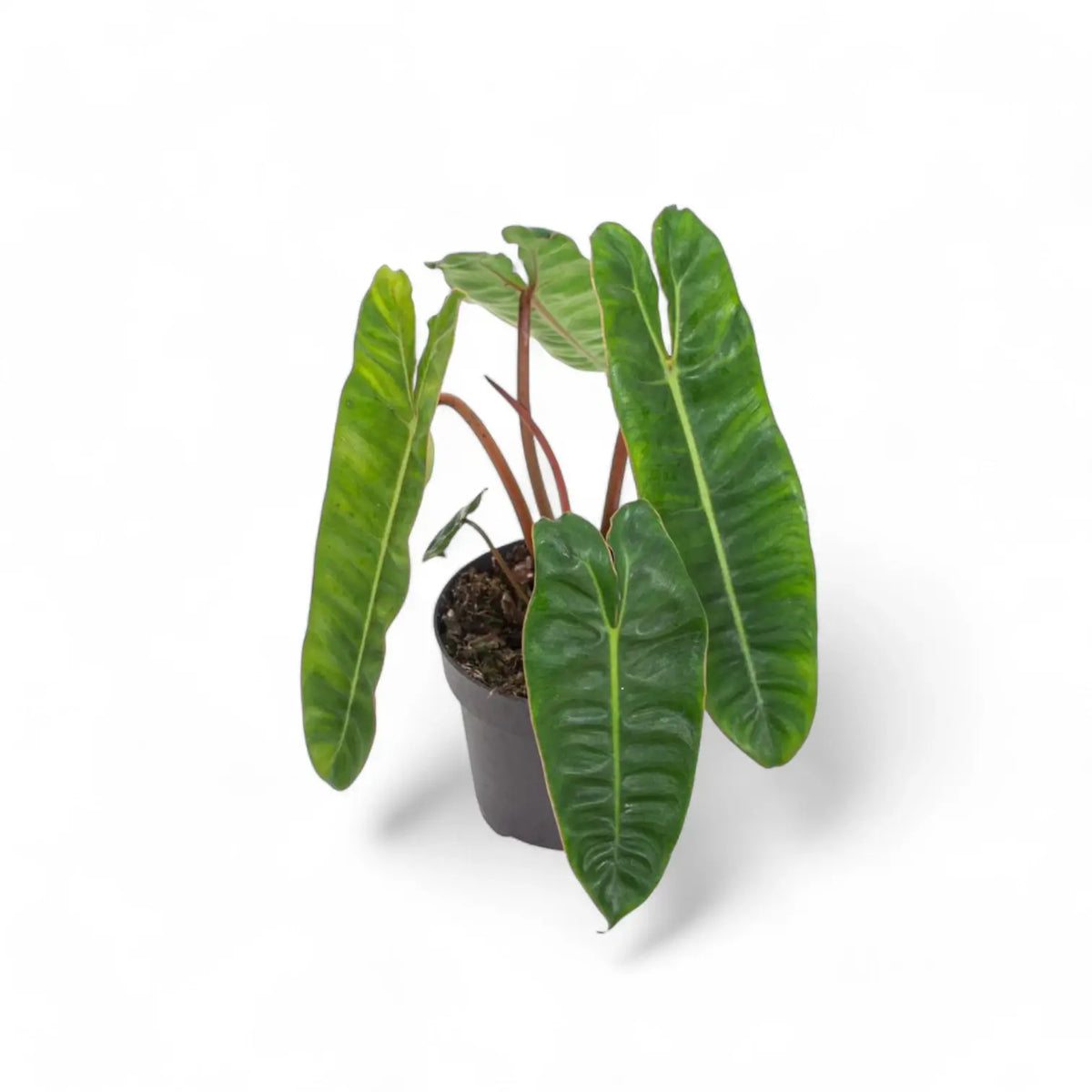 Philodendron billietiae potted plant in nursery pot on white background.