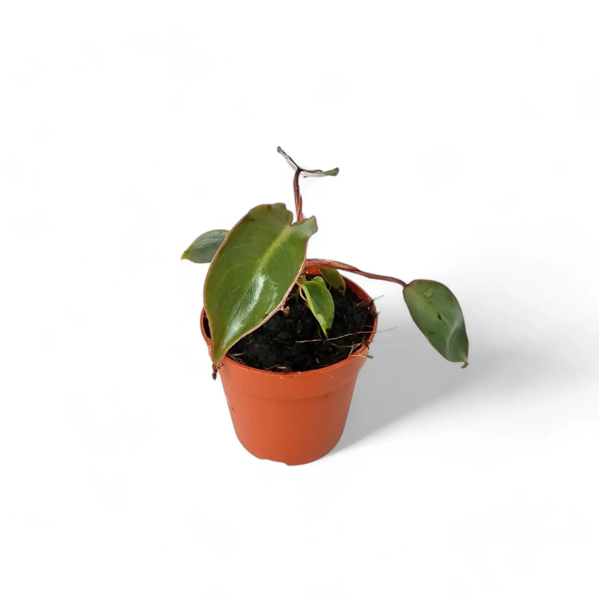 Philodendron billietiae x atabapoense potted plant in nursery pot on white background.