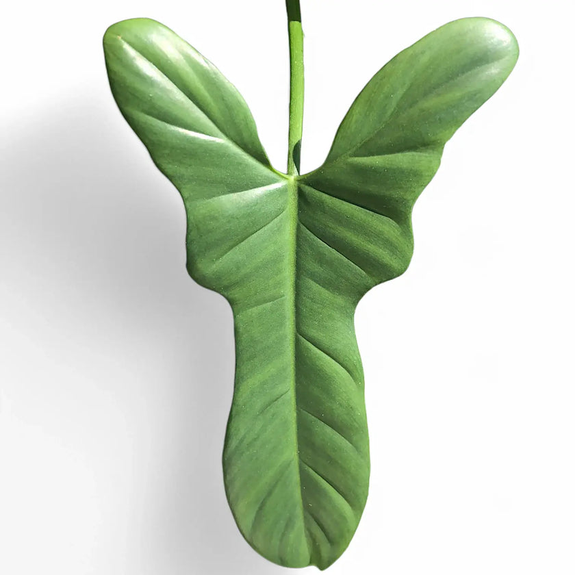 Philodendron bipennifolium leaf close-up on white background.