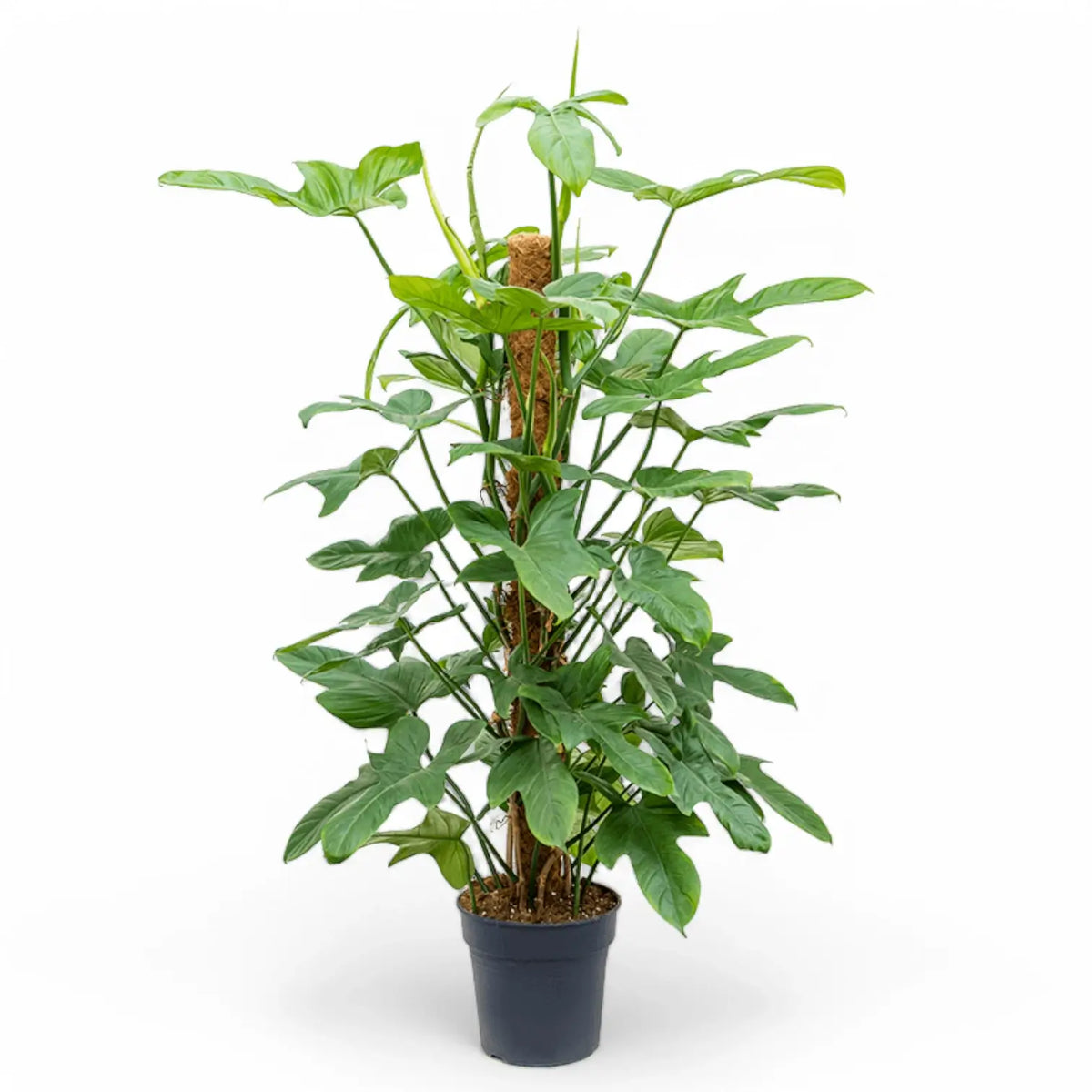 Philodendron bipennifolium potted plant in nursery pot on white background.