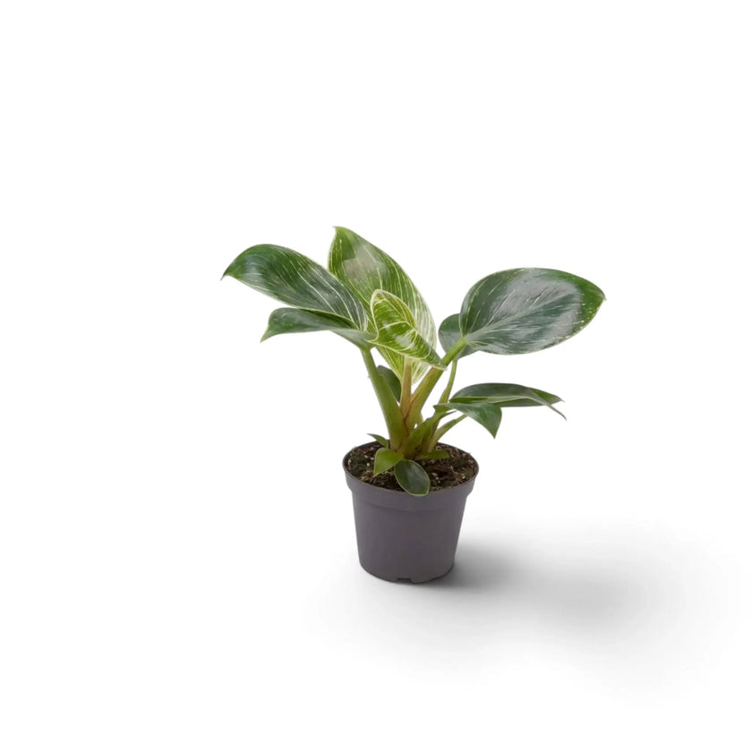 Baby Philodendron ‘Birkin’ in a dark nursery pot with mostly green leaves and light pinstriping