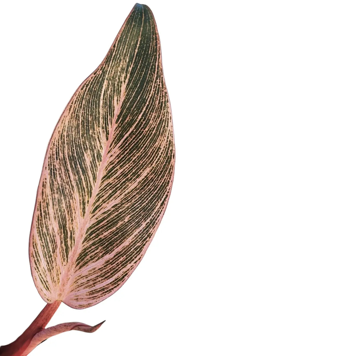 Philodendron 'Birkin Pink' ('Pink Bikini') leaf close-up on white background.