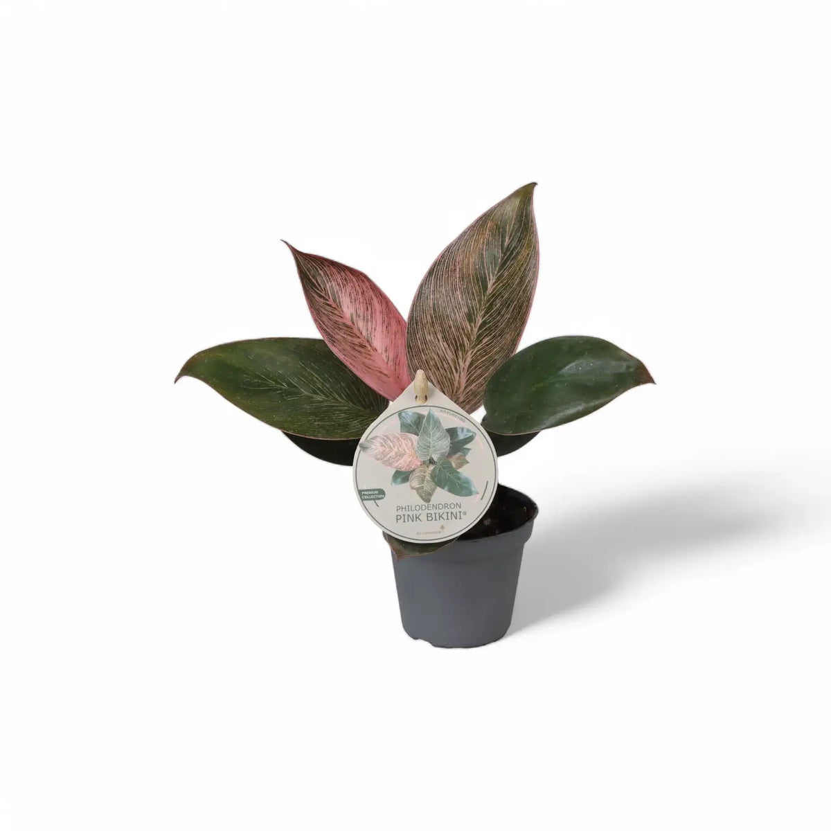 Philodendron 'Birkin Pink' ('Pink Bikini') potted plant in nursery pot on white background.