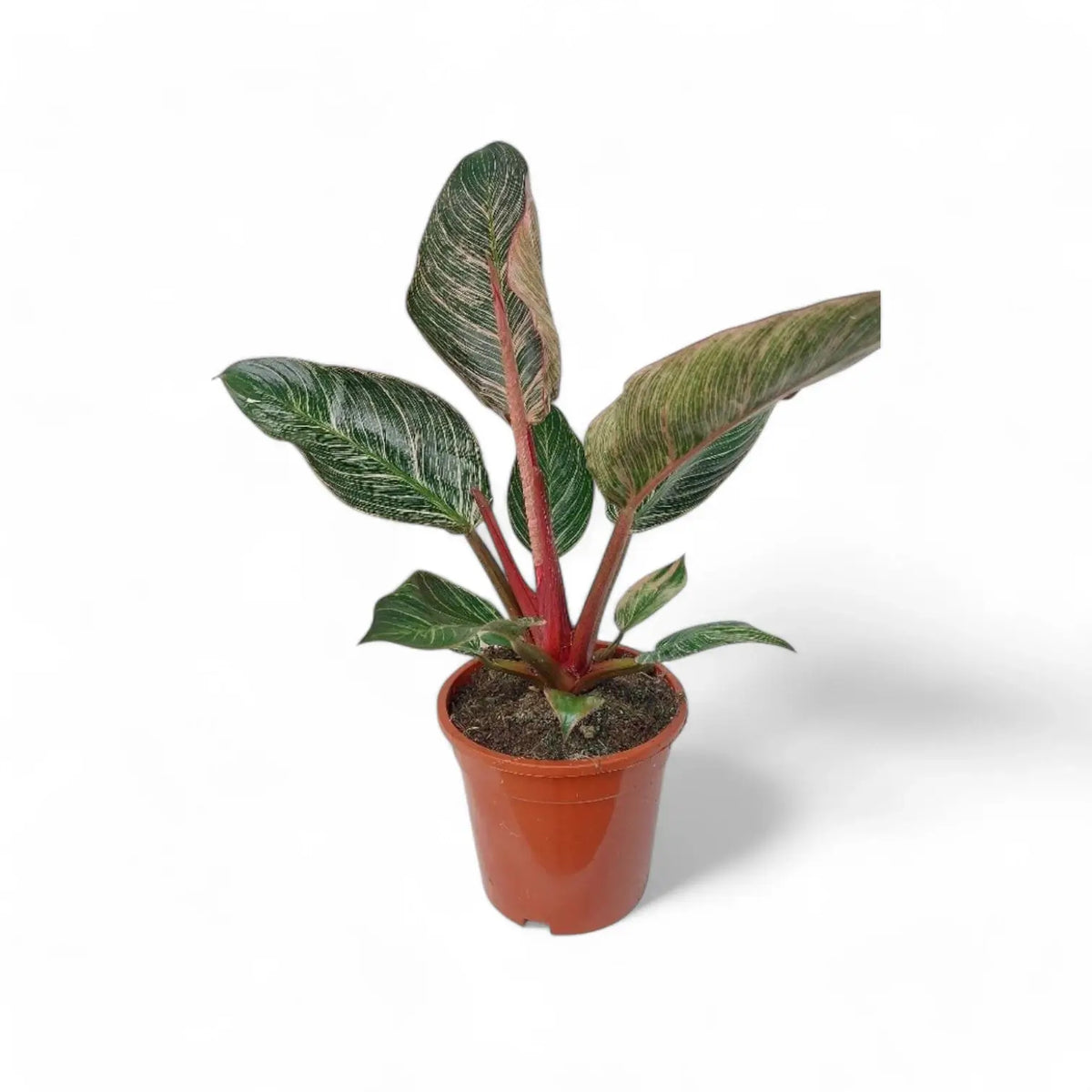 Philodendron 'Birkin Pink' ('Pink Bikini') potted plant in nursery pot on white background.