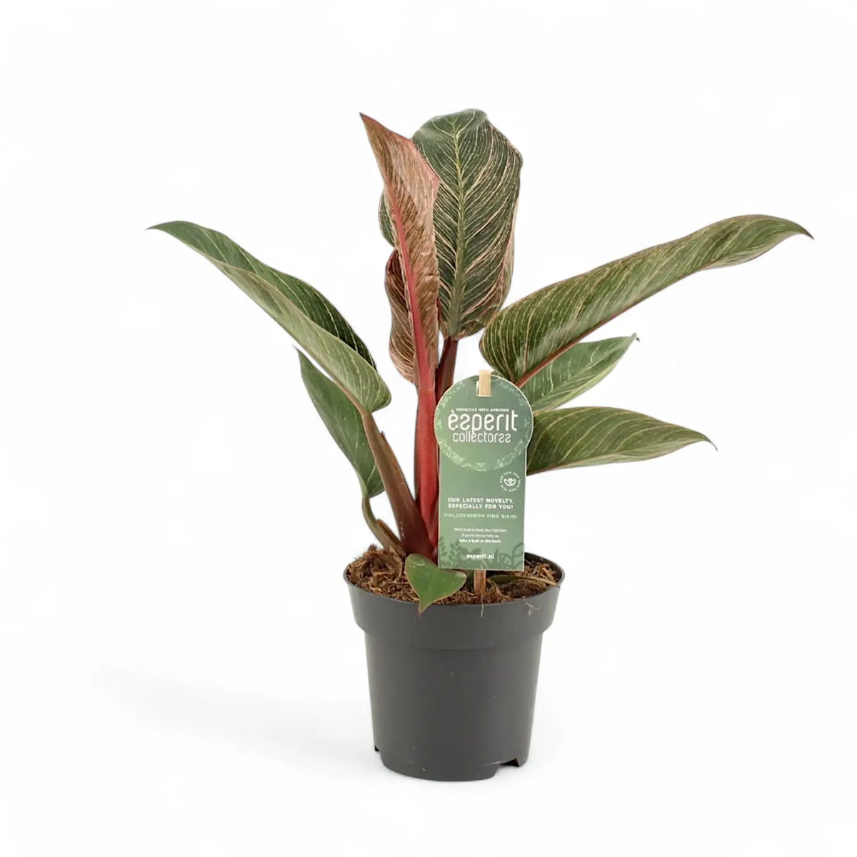 Philodendron 'Birkin Pink' ('Pink Bikini') potted plant in nursery pot on white background.